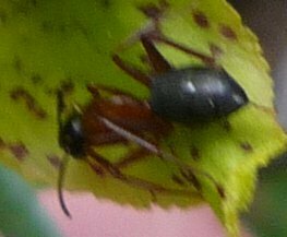High Resolution Formicidae(Fa) sp001 Animal